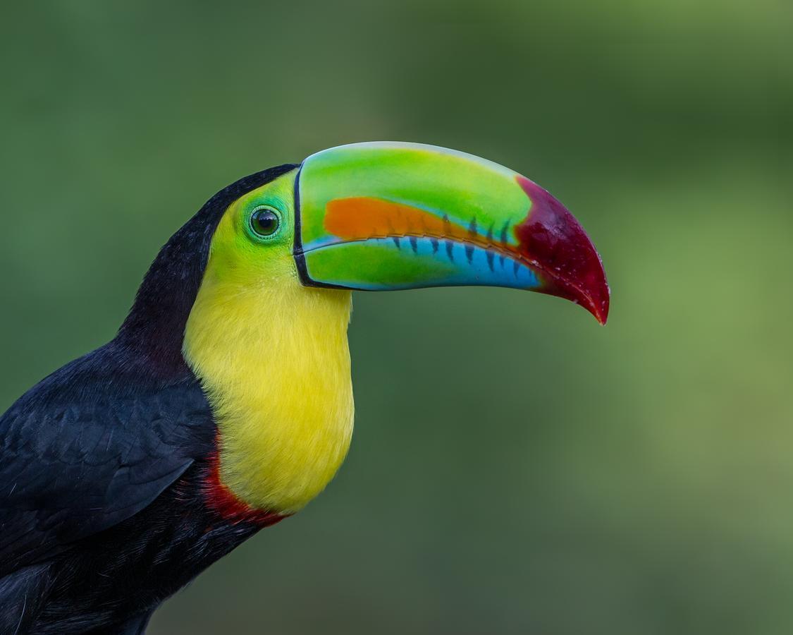 Tifakara Boutique Hotel & Birding Oasis La Fortuna Exterior photo