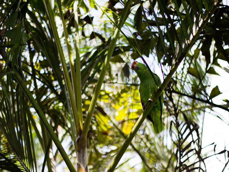 Tifakara Boutique Hotel & Birding Oasis La Fortuna Exterior photo